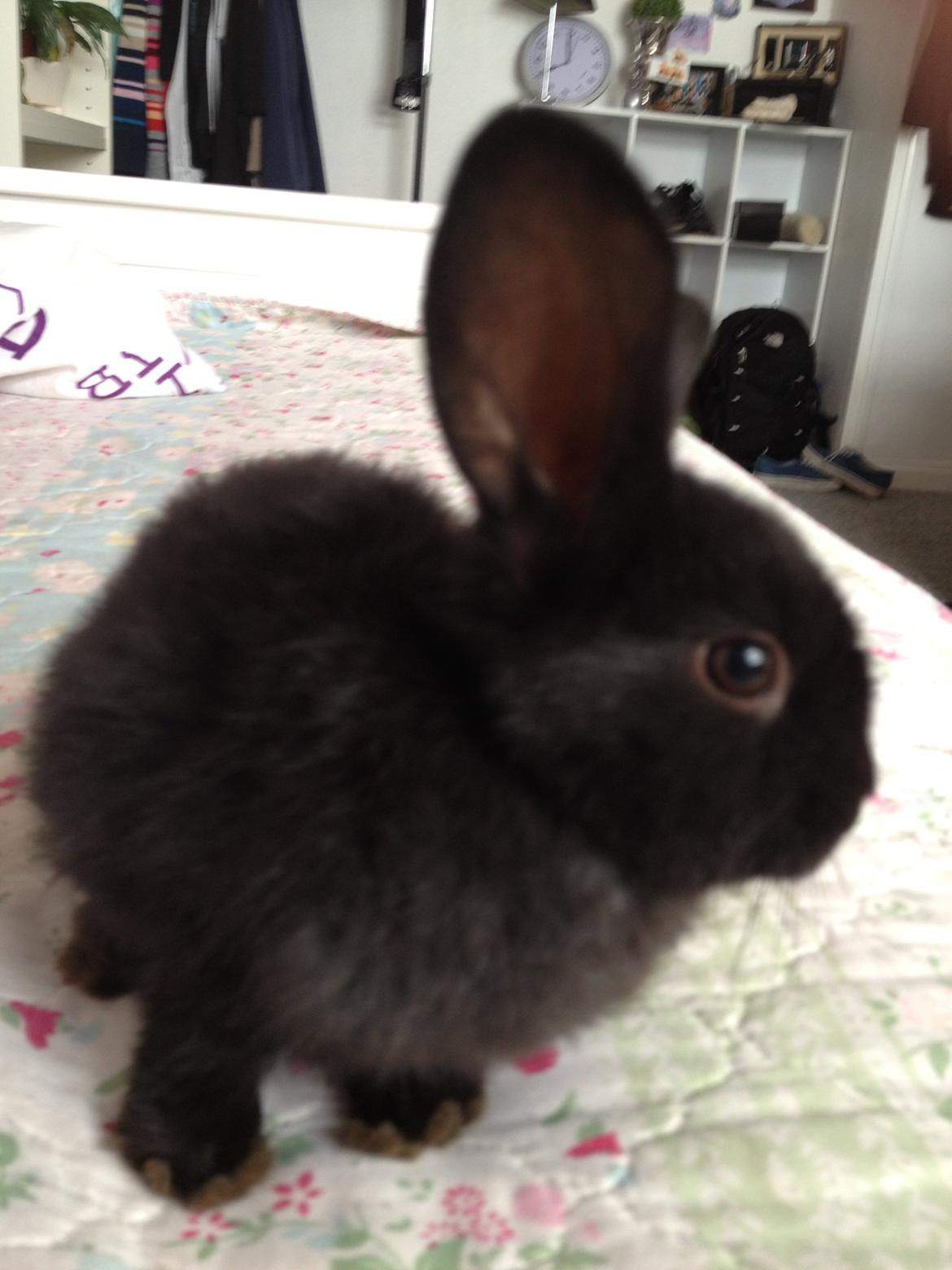 Kanin Catwoman billede 4