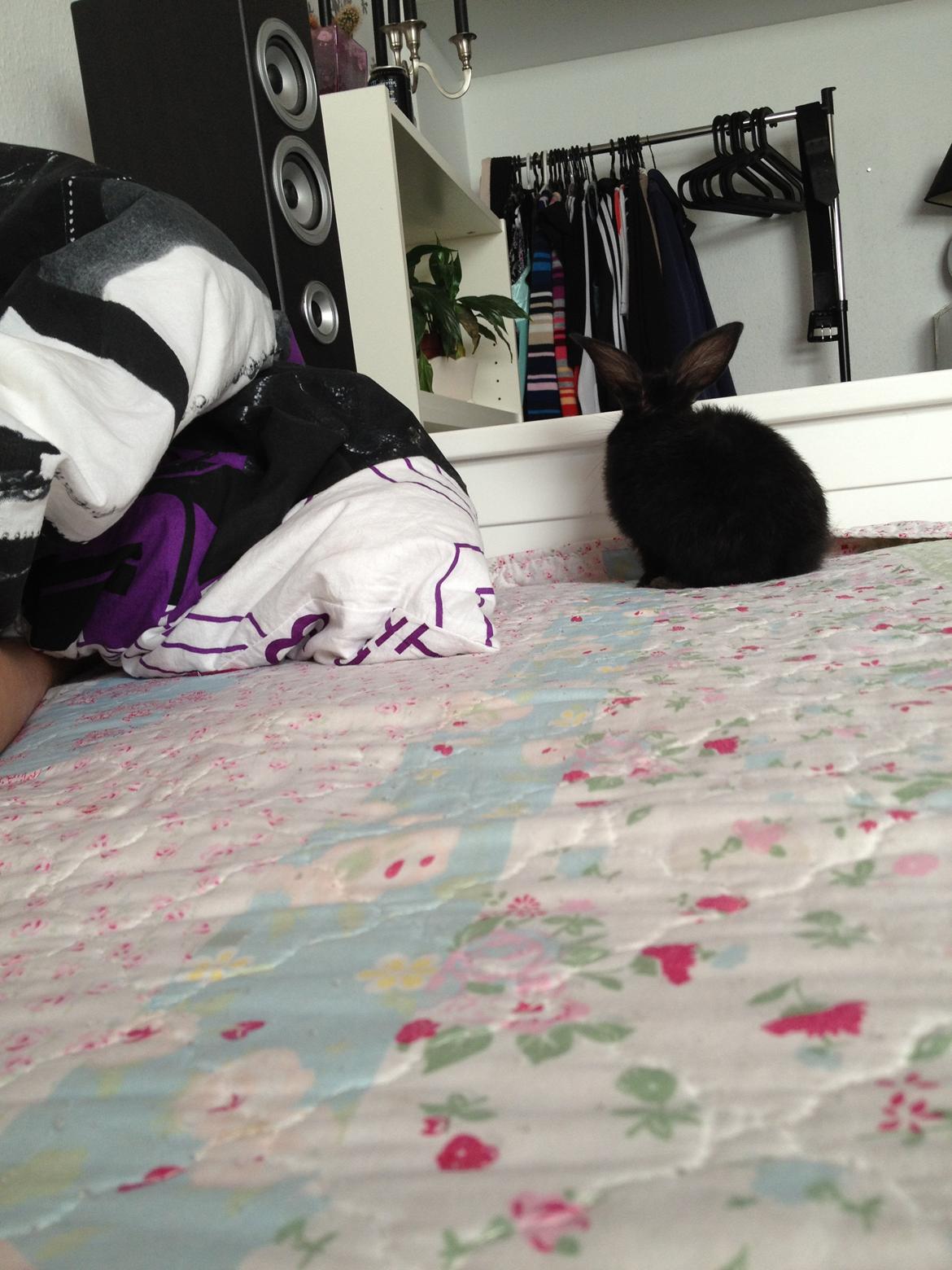 Kanin Catwoman - "Hvis du kun vil tage billeder, gider jeg altså ikke mere.." billede 5