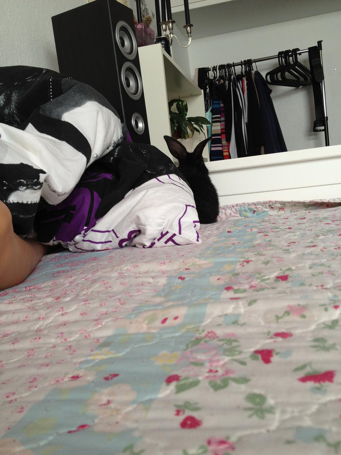 Kanin Catwoman - "Bliver du ved?.. så gemmer jeg mig mere" billede 6