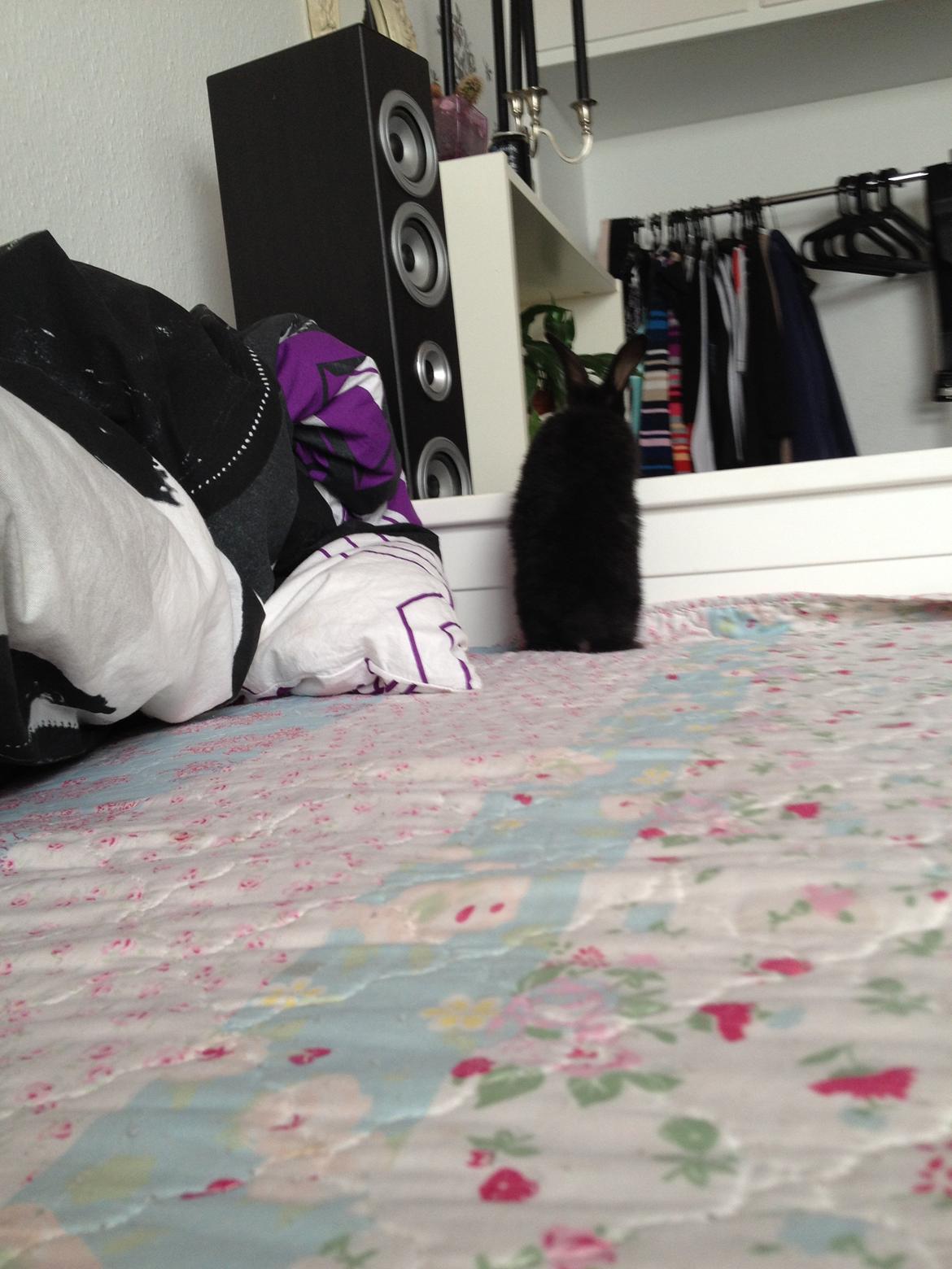 Kanin Catwoman - "Mon jeg kan hoppe ud over her, så kan hun ikke se mig..... Nej, for langt:(" billede 7