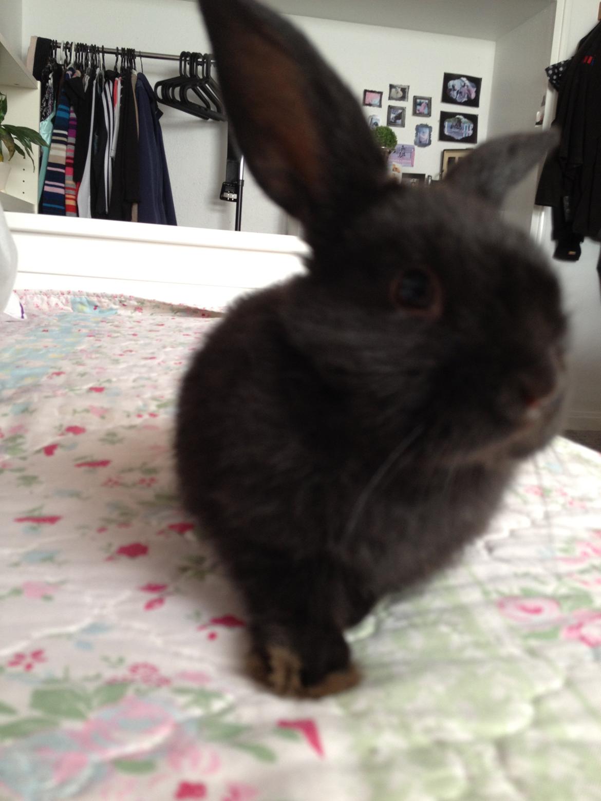 Kanin Catwoman - "Okayy.. er model lidt mere, men så skal vi altså også hygge bagefter" billede 8