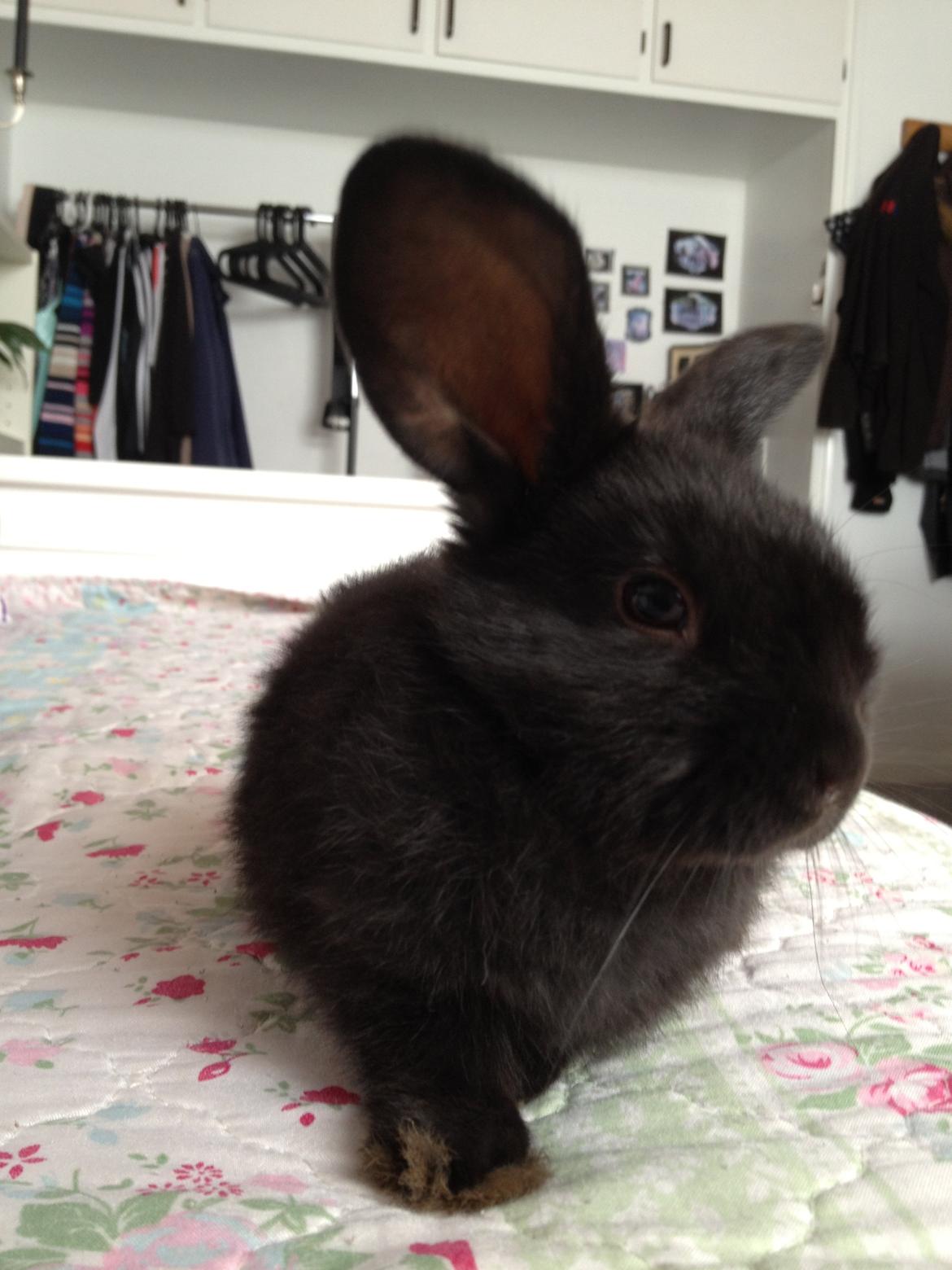 Kanin Catwoman - Dejlige billede 2