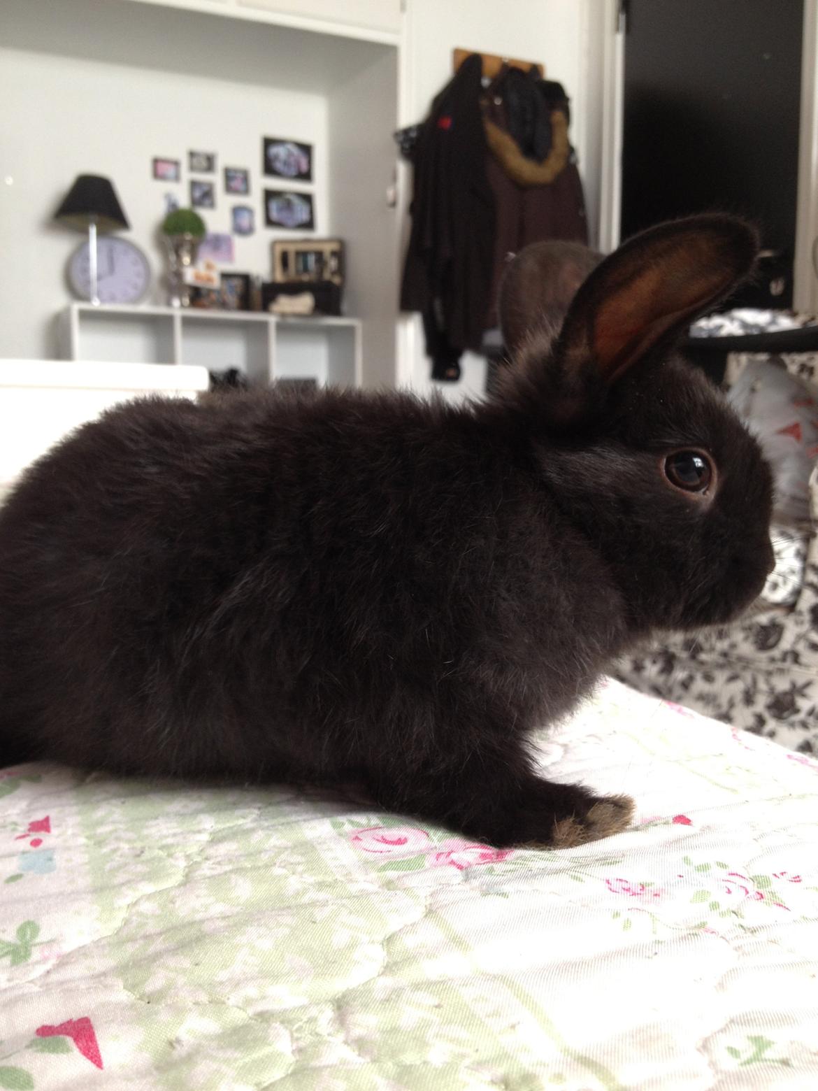 Kanin Catwoman billede 9