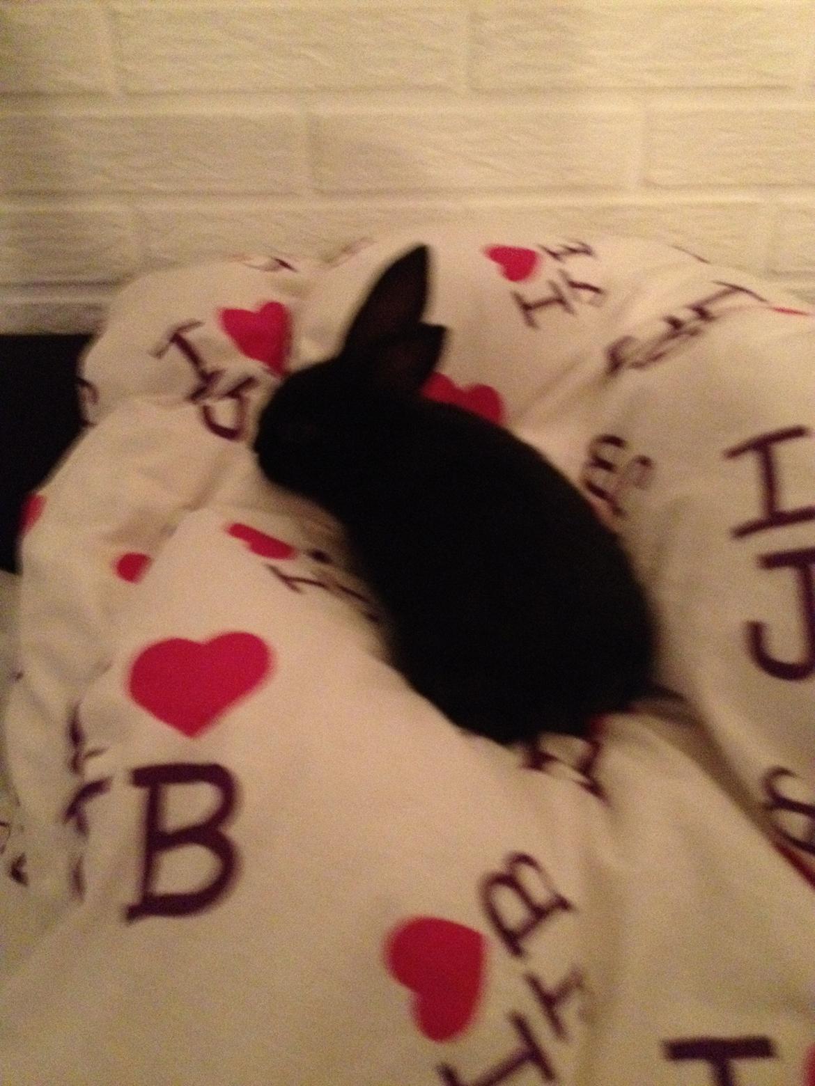 Kanin Catwoman billede 10