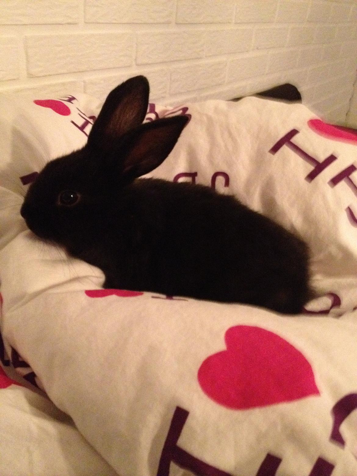 Kanin Catwoman billede 11