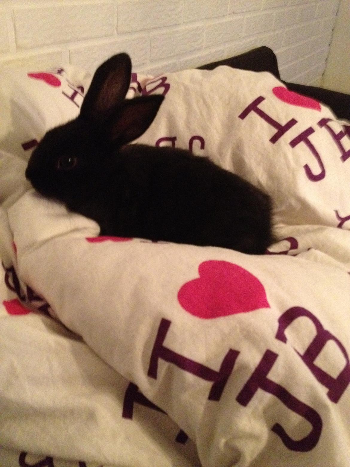 Kanin Catwoman - Det passer hvad der står "Jeg elsker Justin Bieber" billede 12