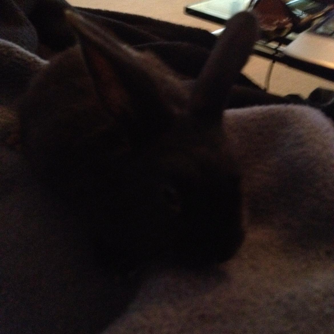 Kanin Catwoman billede 13