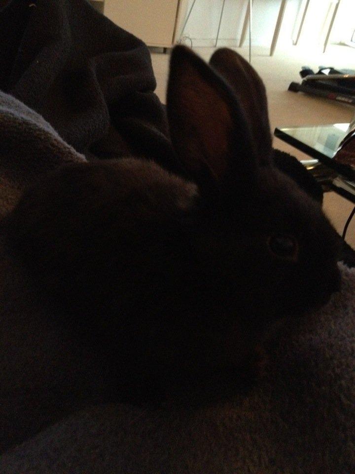 Kanin Catwoman billede 14