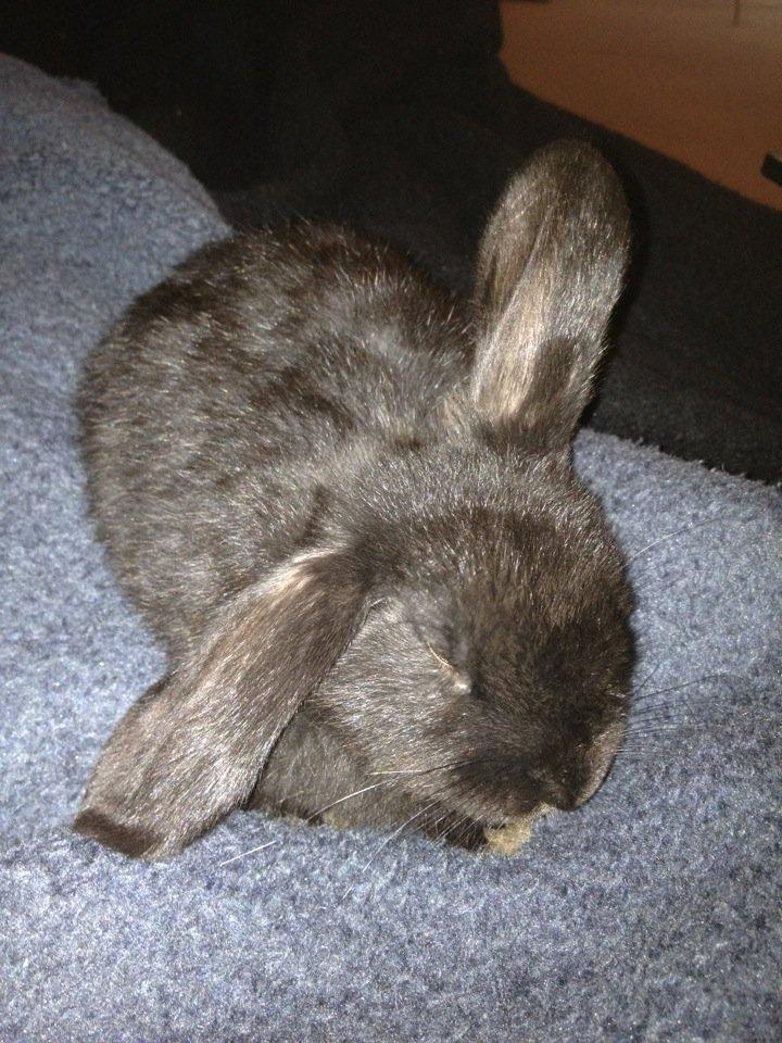 Kanin Catwoman - Blev du lidt træt pusser?:*<3 billede 1