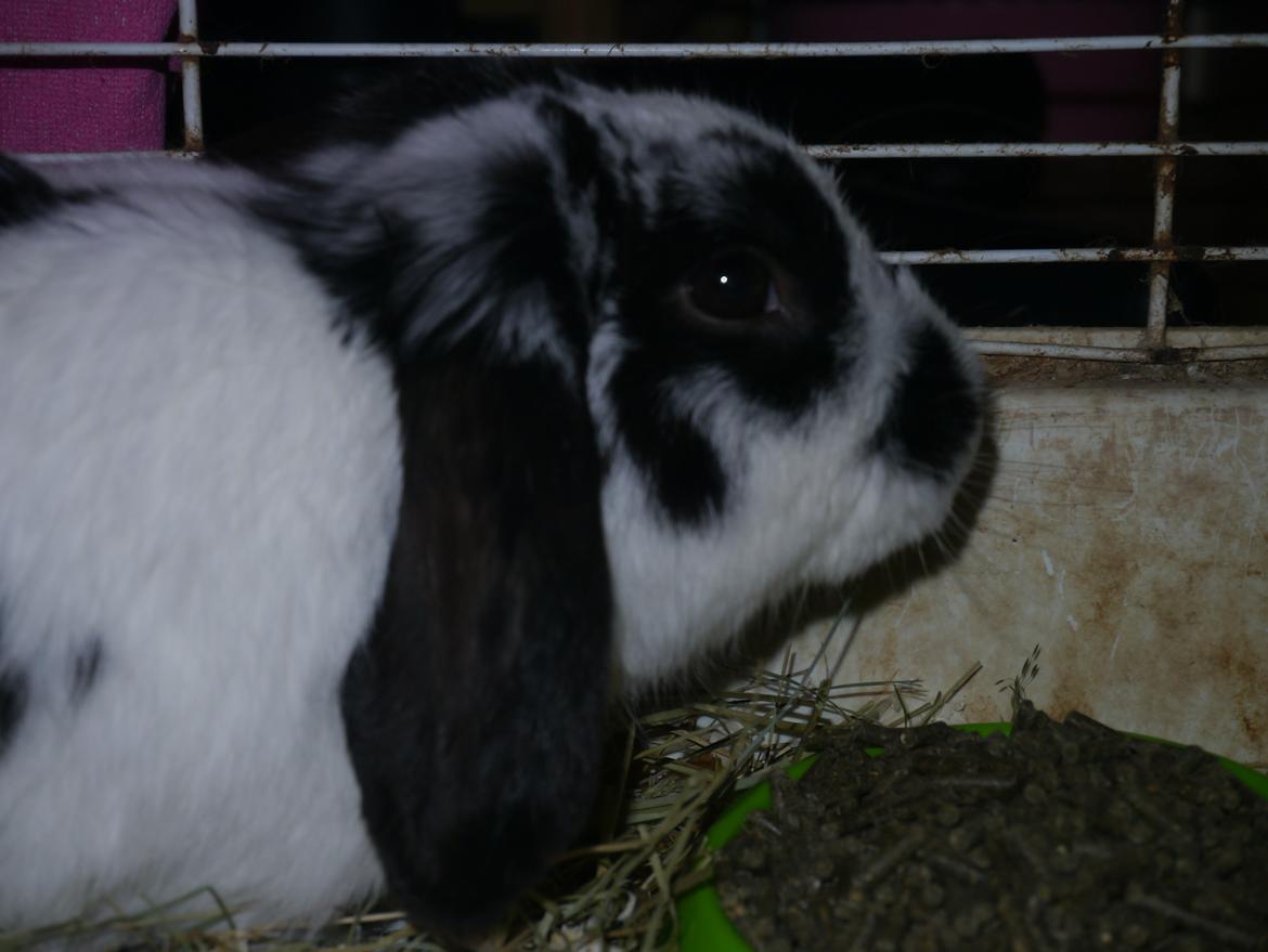 Kanin Stjernen´s lille!<3 - første billed jeg tog med mit nye kamera, jeg elsker dig Lille <3 billede 2