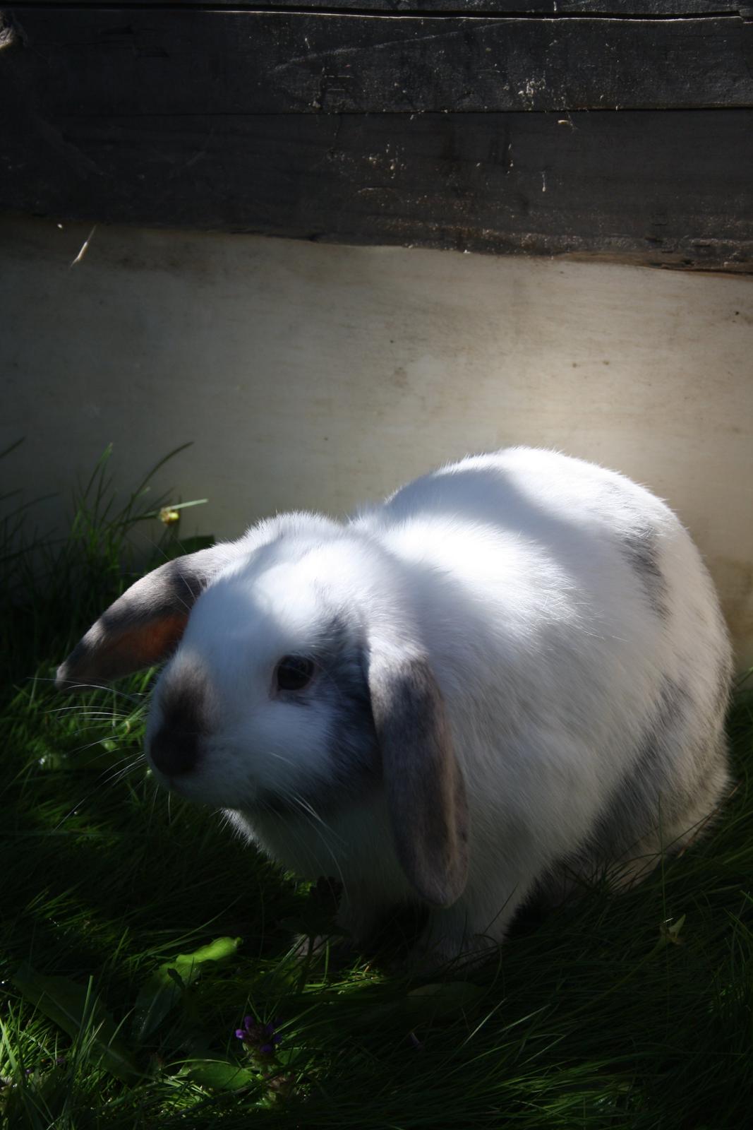 Kanin Stampe/plet billede 1