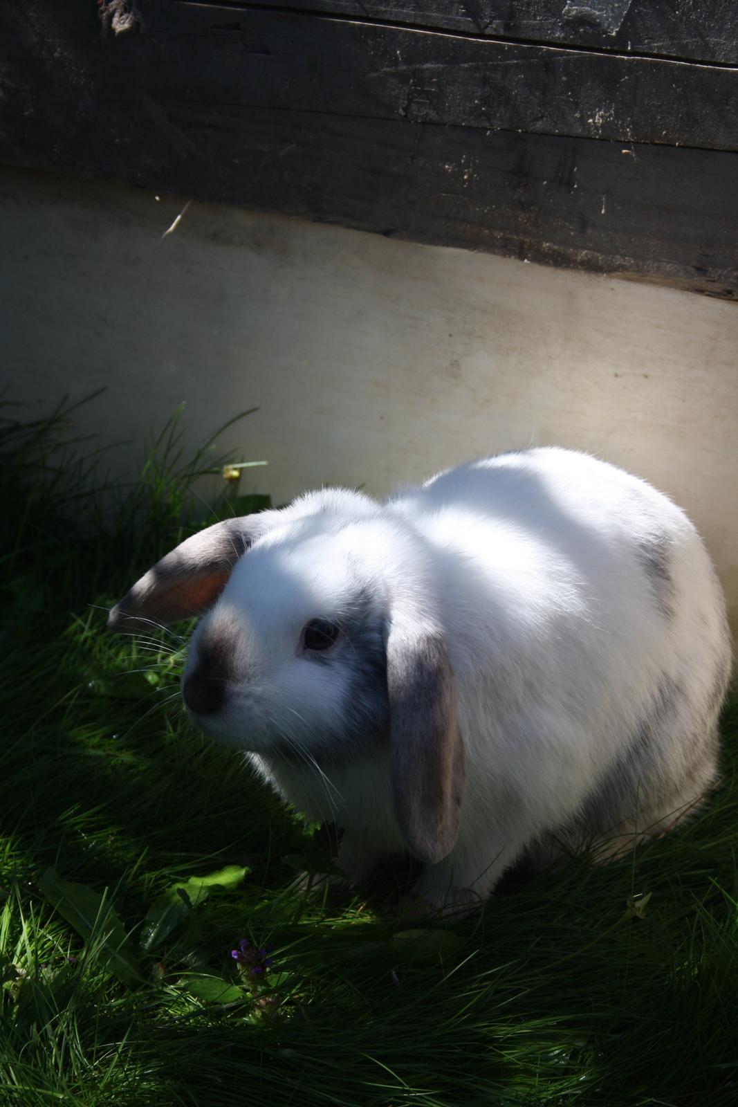 Kanin Stampe/plet billede 2