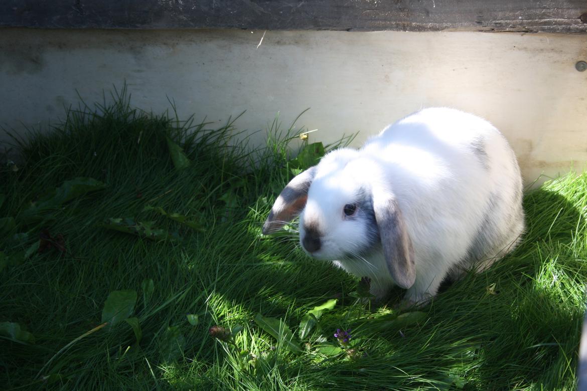 Kanin Stampe/plet billede 3