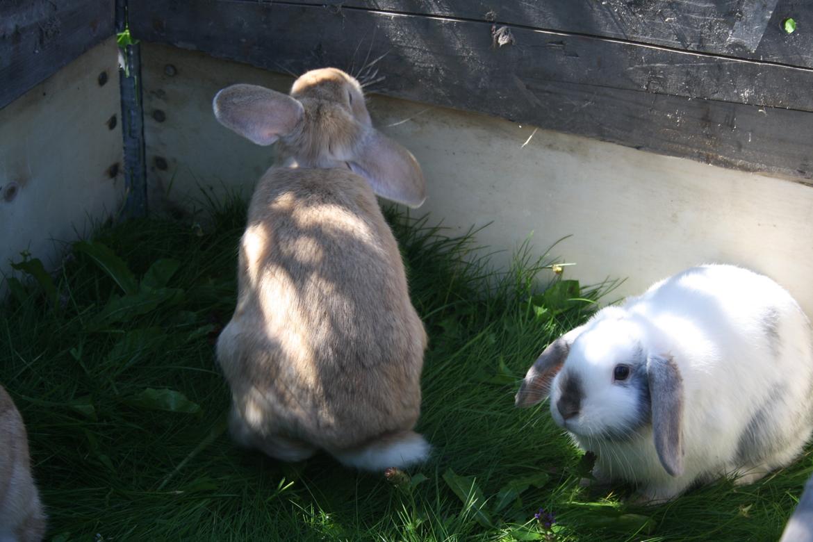 Kanin Stampe/plet billede 4