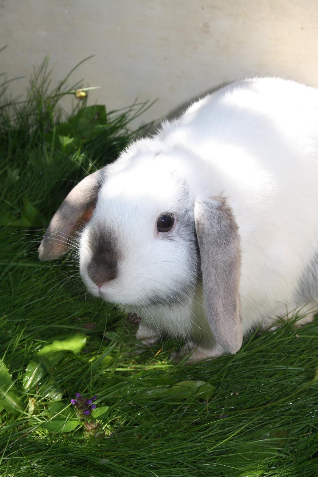 Kanin Stampe/plet billede 5