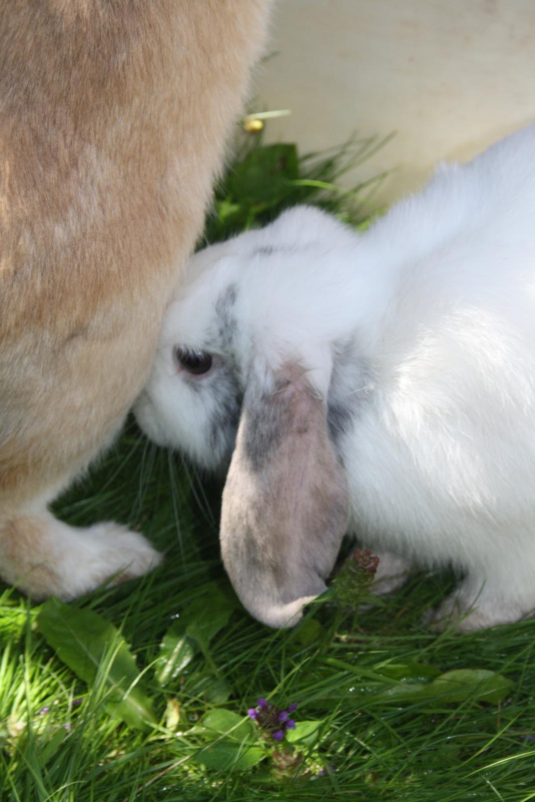 Kanin Stampe/plet billede 6