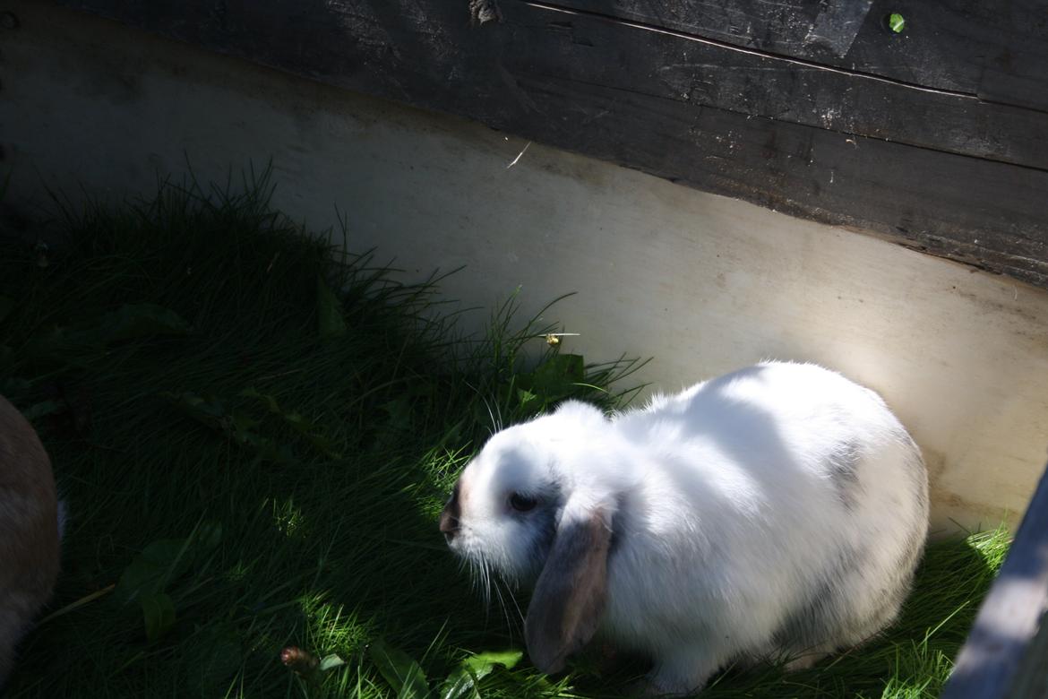 Kanin Stampe/plet billede 7