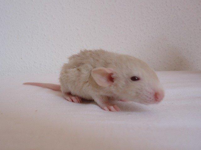 Tamrotte Montana RIP billede 7