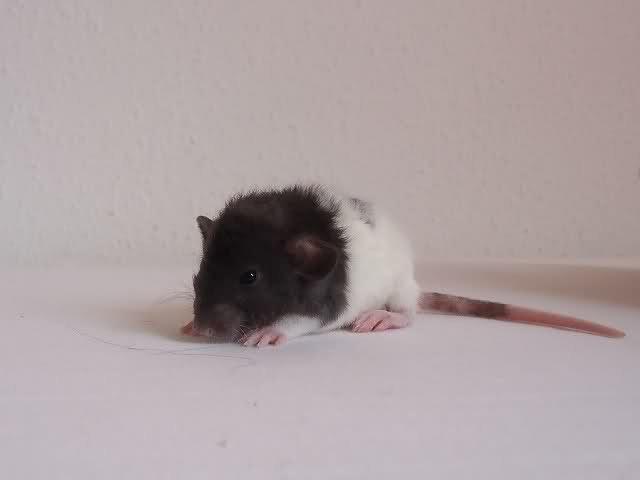 Tamrotte Virginia RIP billede 8