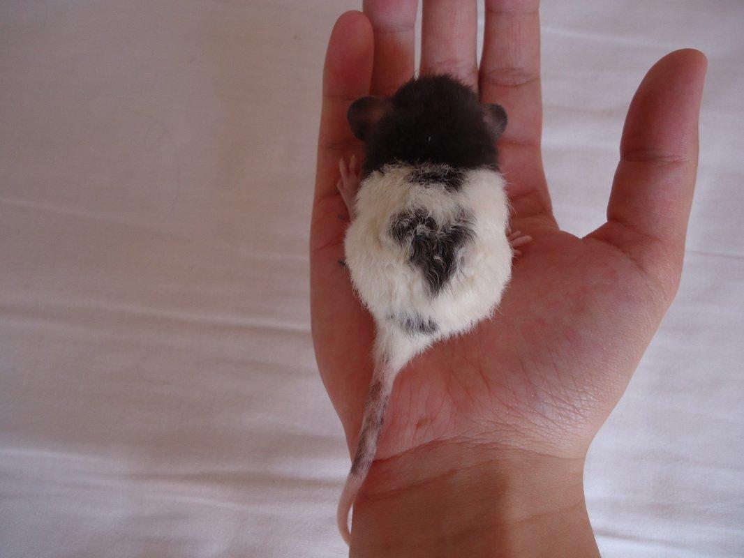 Tamrotte Virginia RIP - Hendes fine hjerte. billede 9