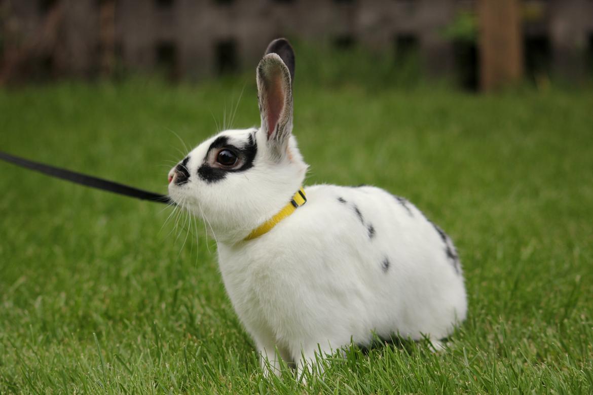 Kanin Dandelions Magnificent "Nuller" billede 6