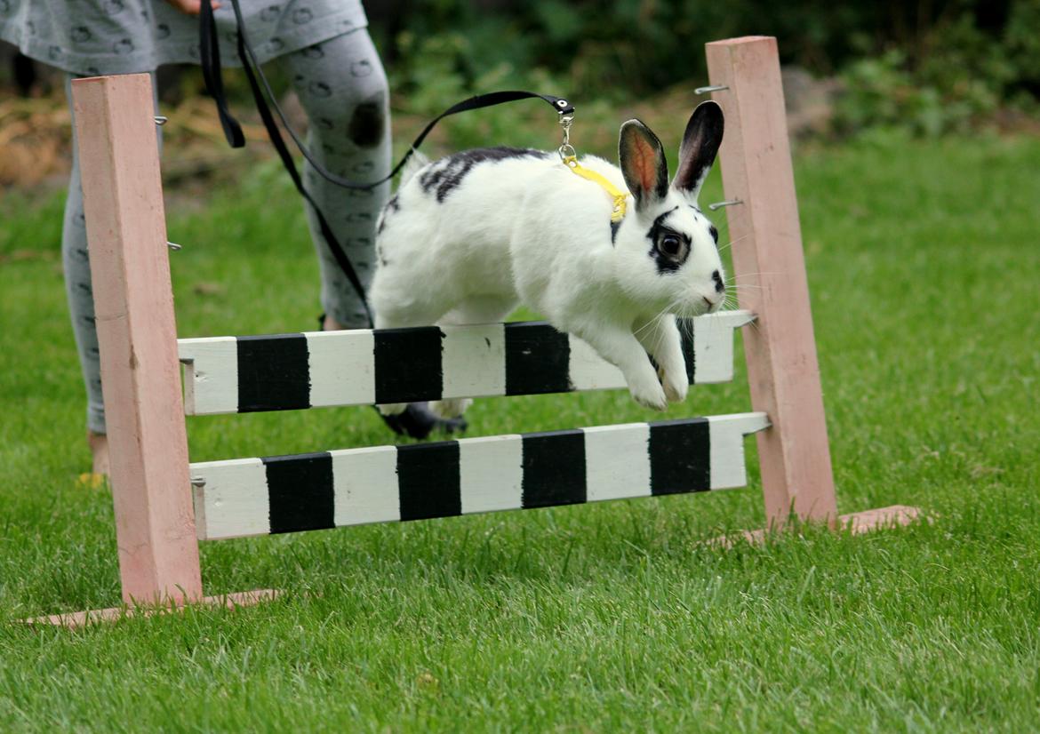 Kanin Dandelions Magnificent "Nuller" billede 20