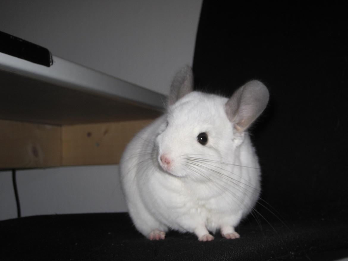 Chinchilla Sonny billede 2