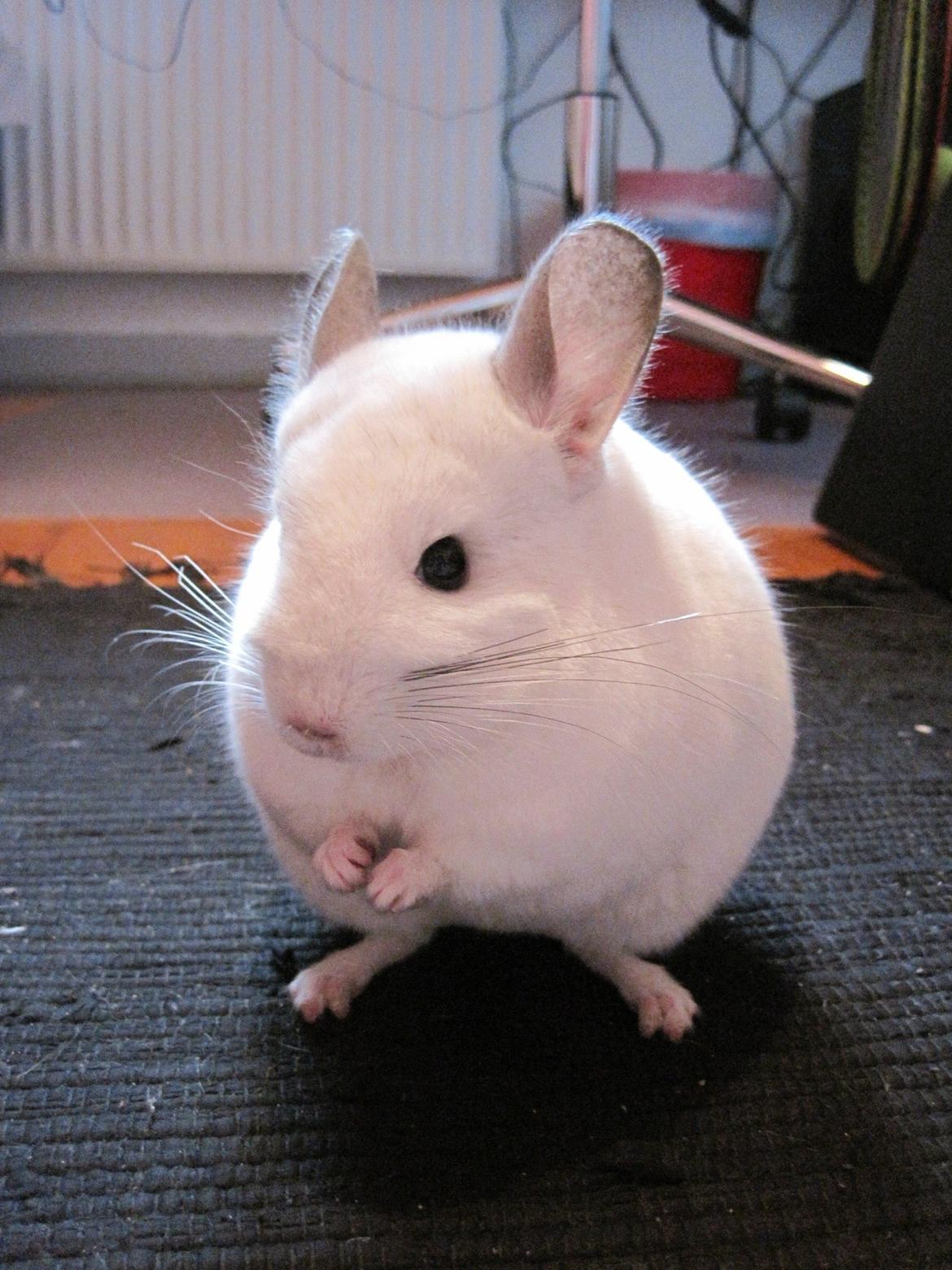 Chinchilla Sonny billede 4