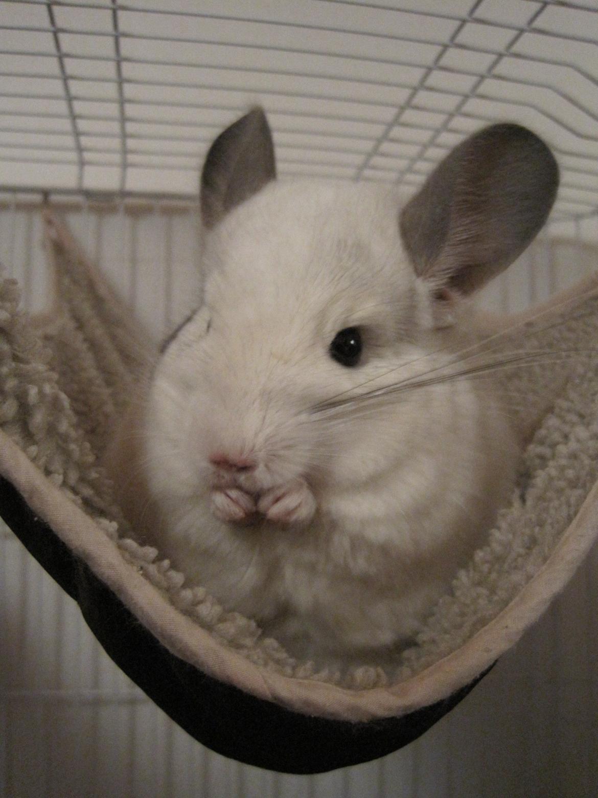 Chinchilla Sonny billede 5