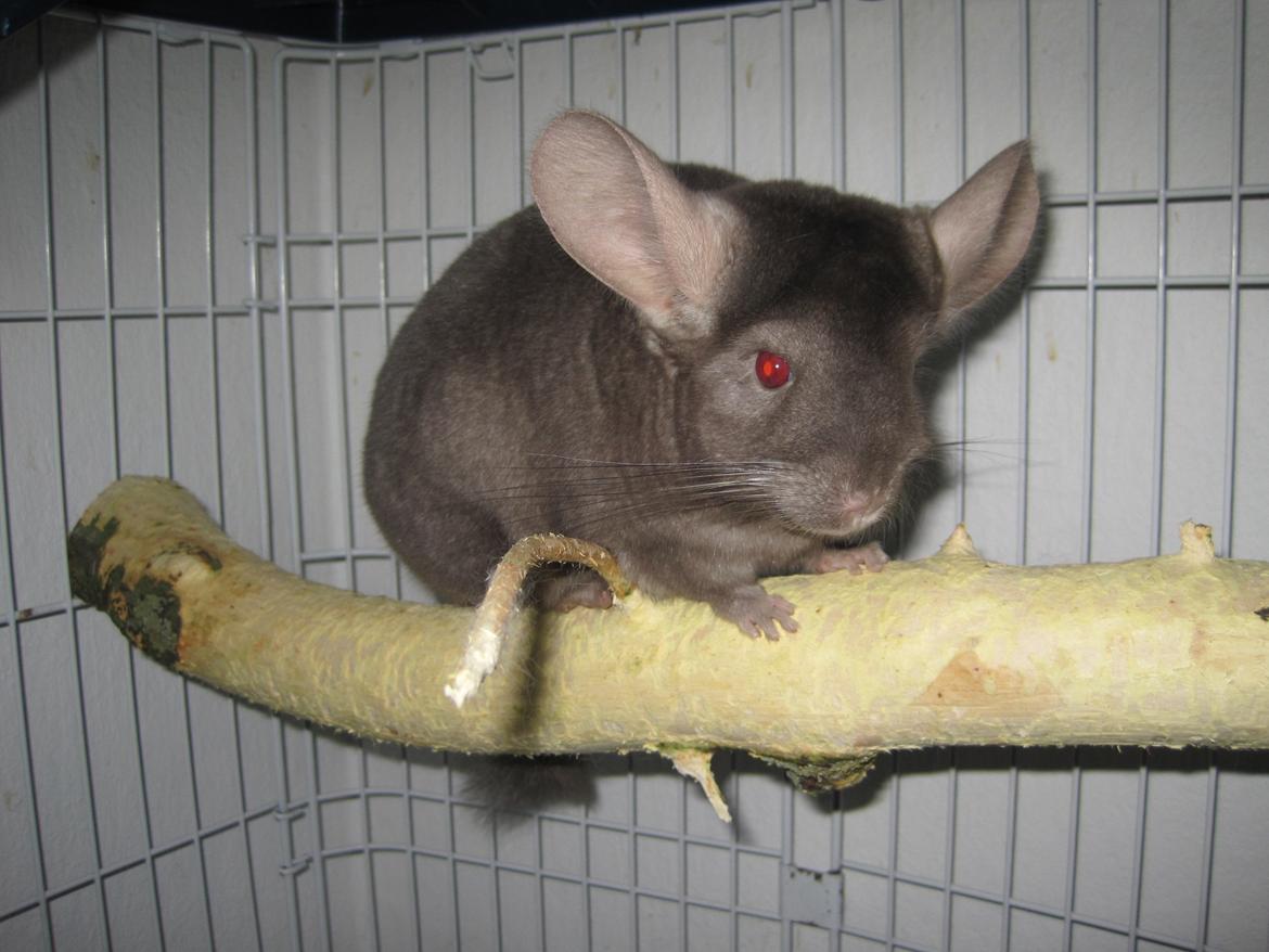 Chinchilla Smilla billede 2