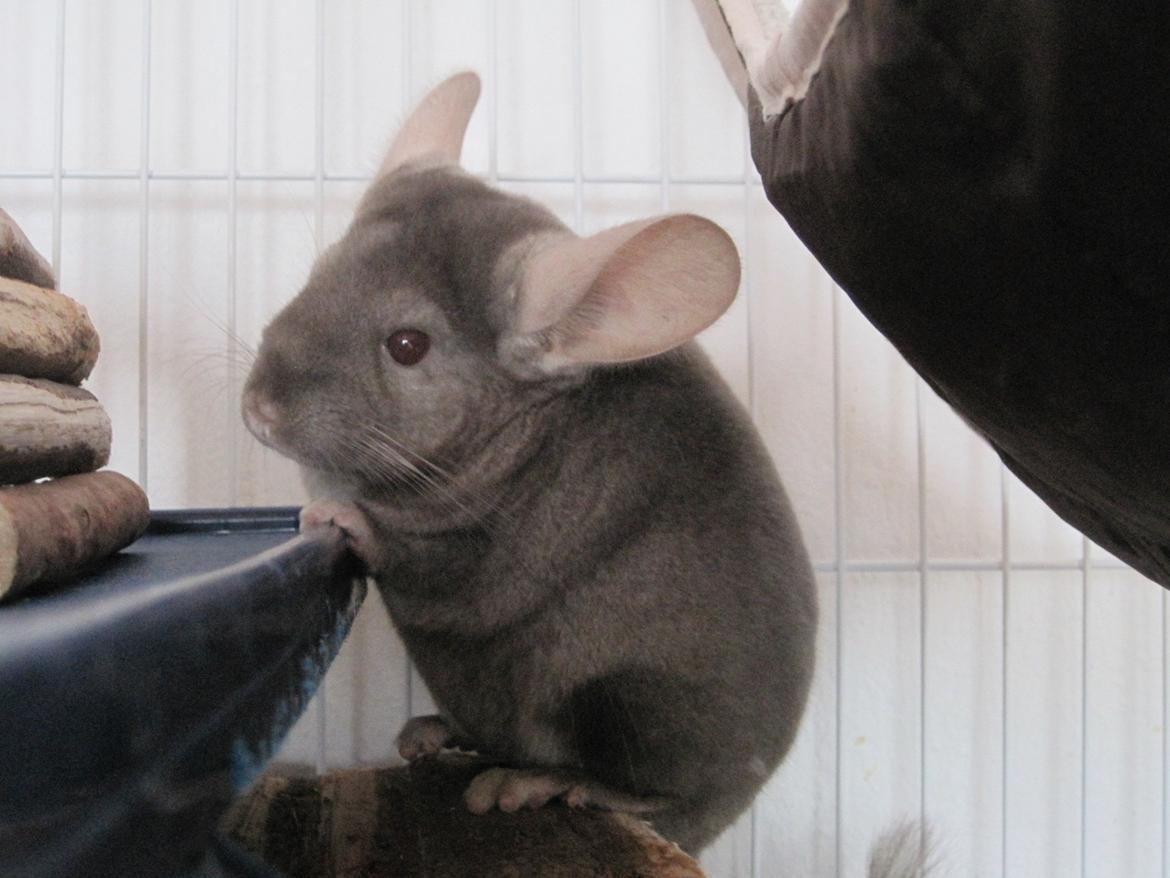 Chinchilla Smilla billede 3