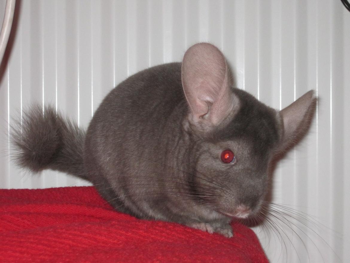 Chinchilla Smilla billede 4