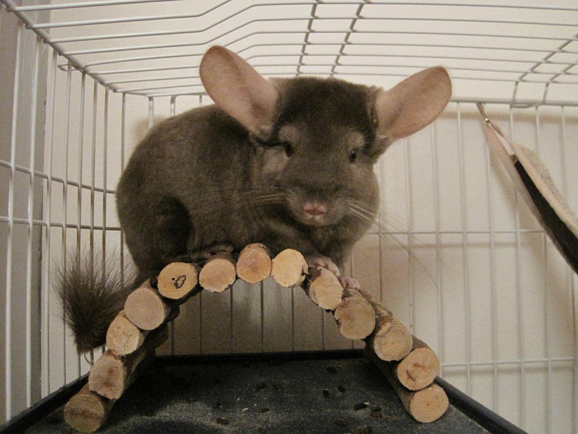 Chinchilla Smilla billede 1