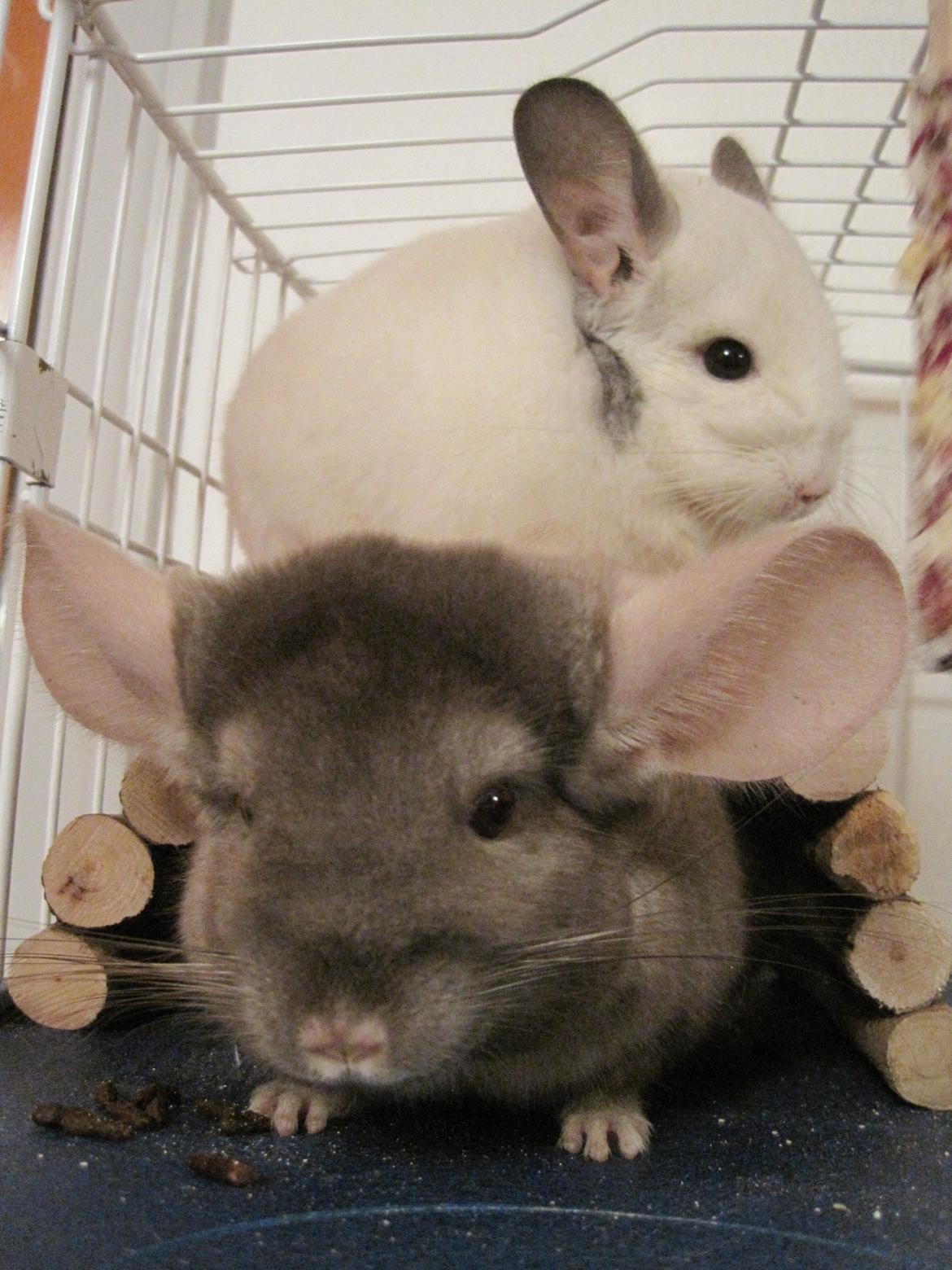 Chinchilla Smilla billede 5