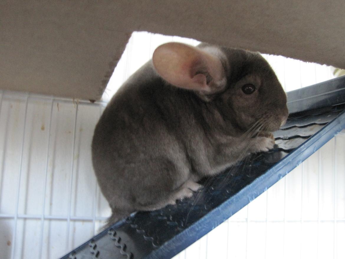 Chinchilla Smilla billede 6