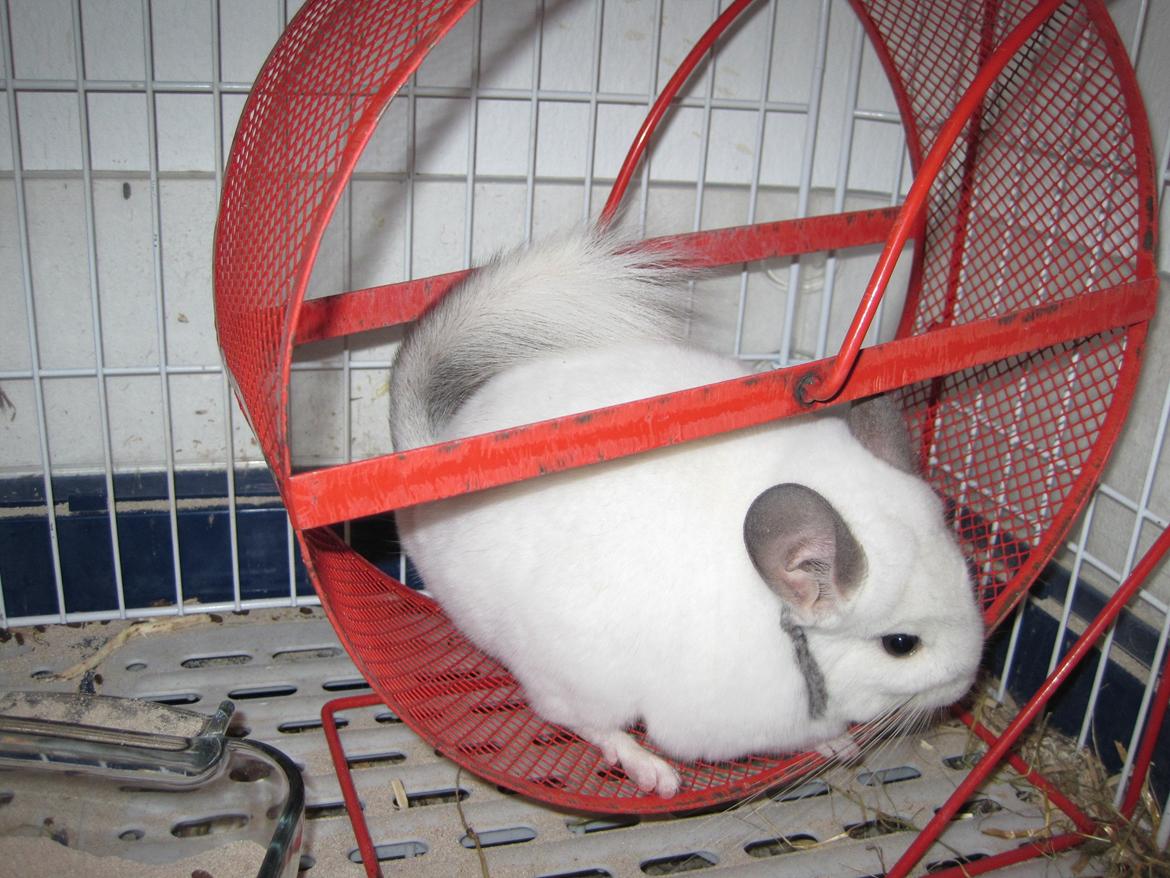 Chinchilla Sonny billede 3