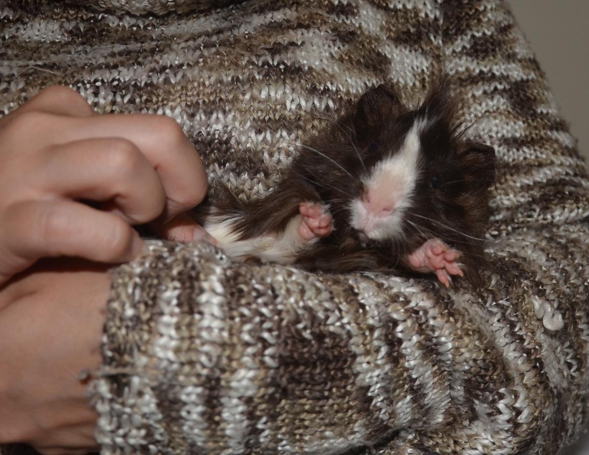 Marsvin Spike billede 11