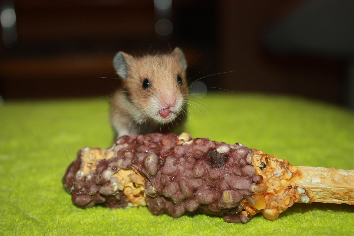 Hamster Chocolate Cookie Monster - Rækker tunge! :D Min lille frækkert 
D.16.07.12 24 dage billede 13