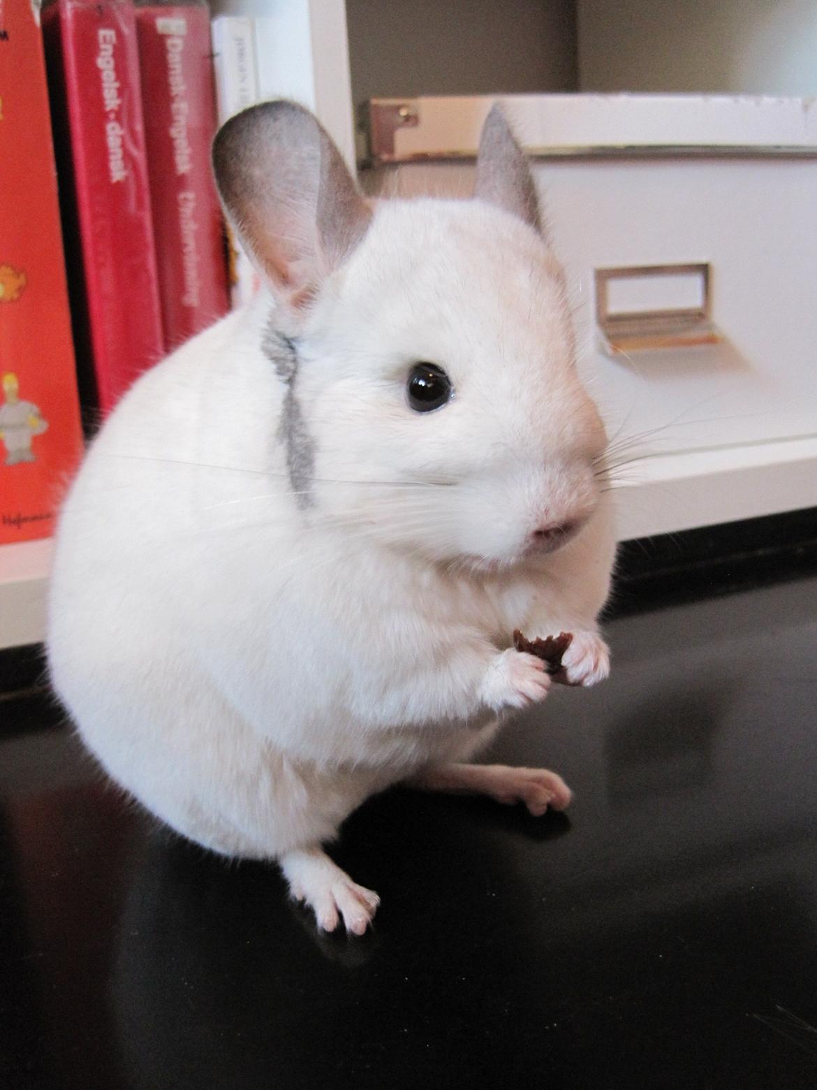 Chinchilla Sonny billede 1