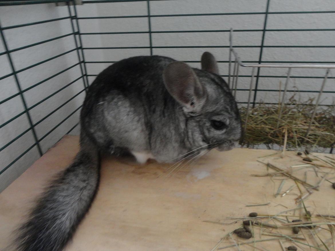 Chinchilla Lula billede 3