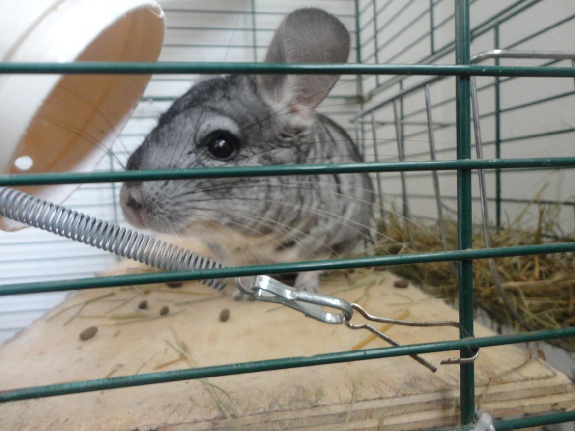 Chinchilla Lula billede 6