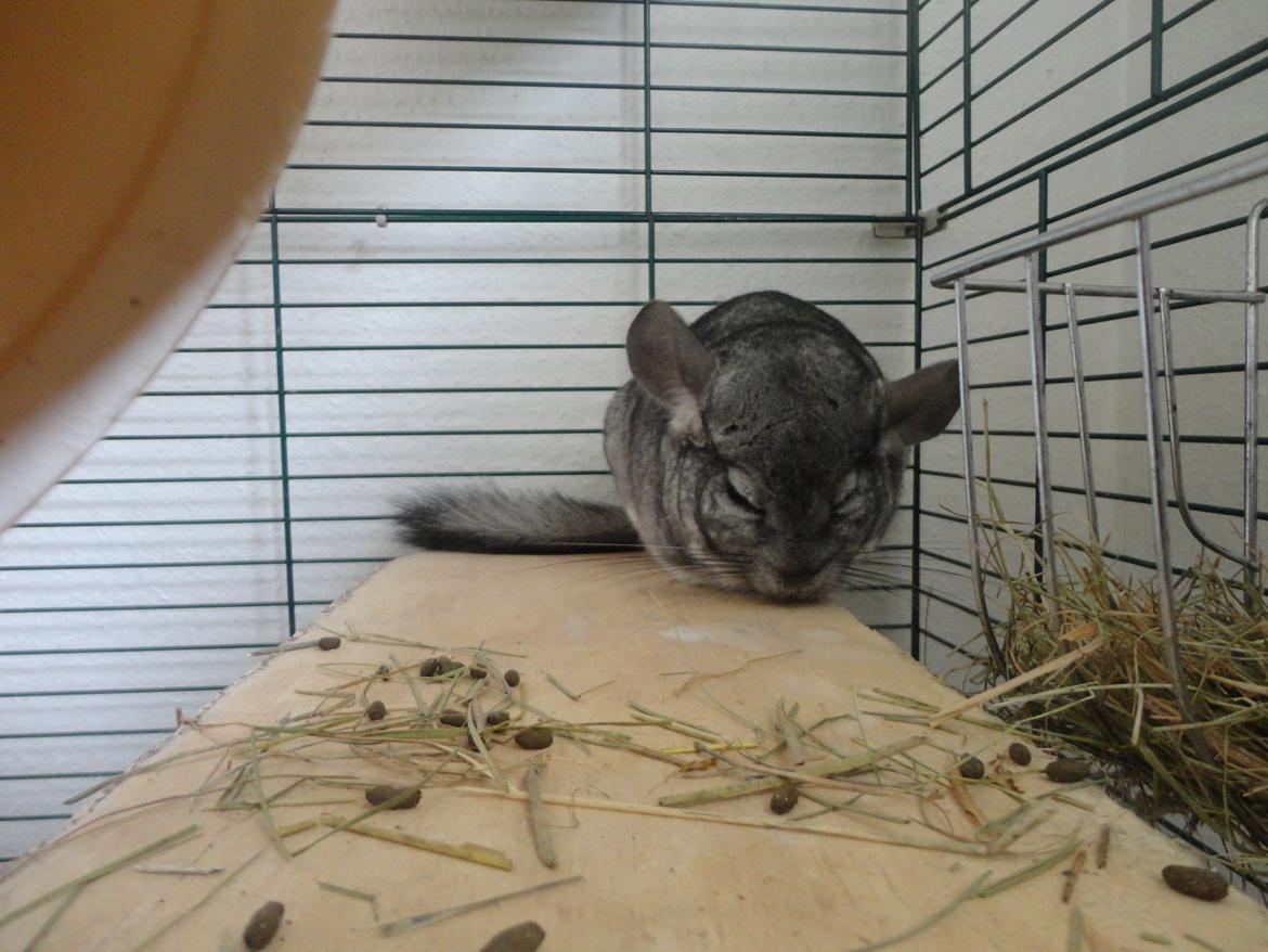 Chinchilla Lula billede 7