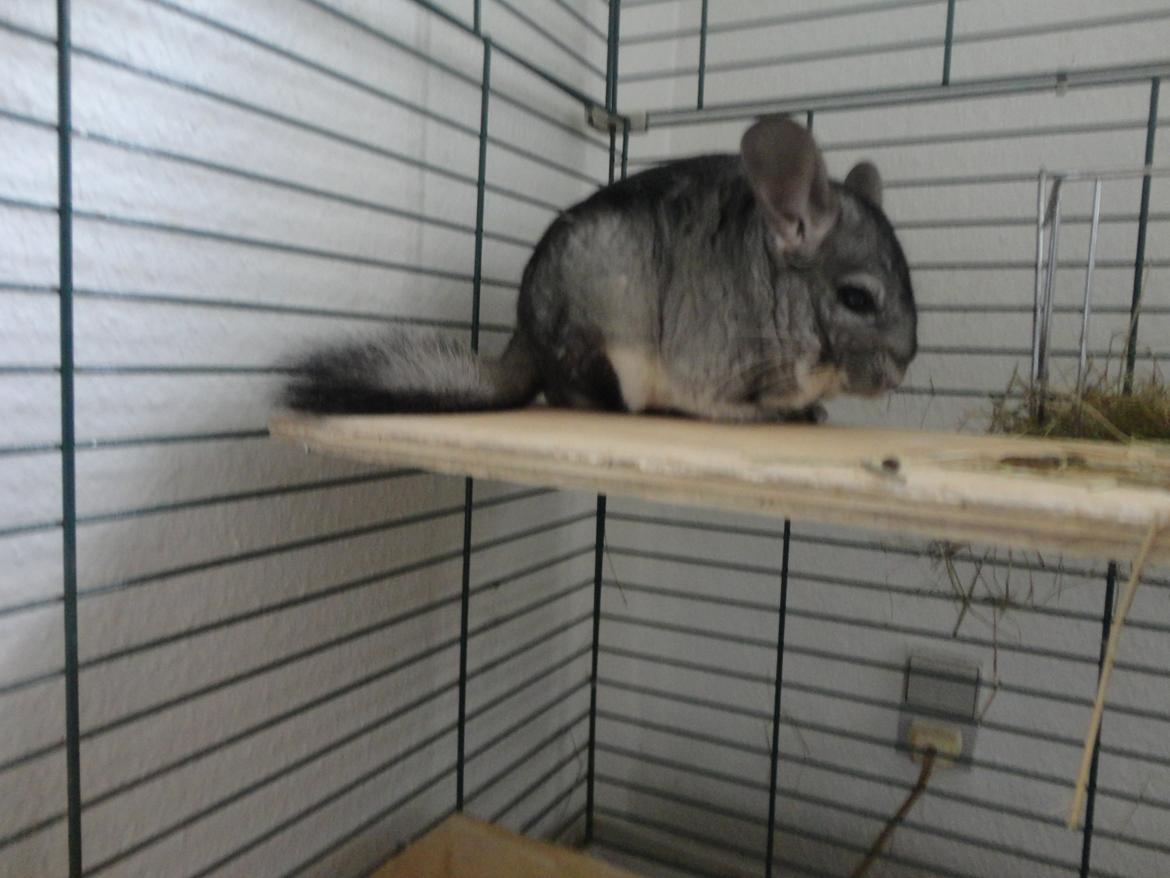 Chinchilla Lula billede 10