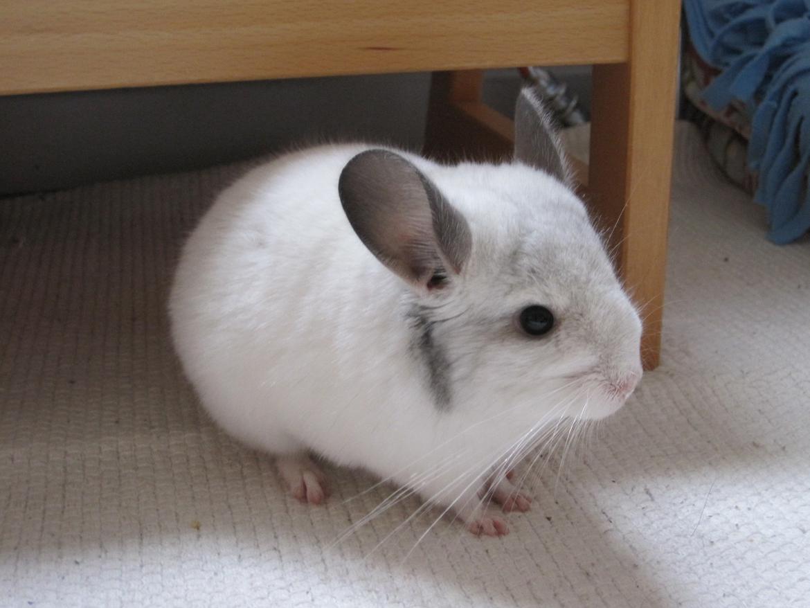 Chinchilla Sonny billede 6