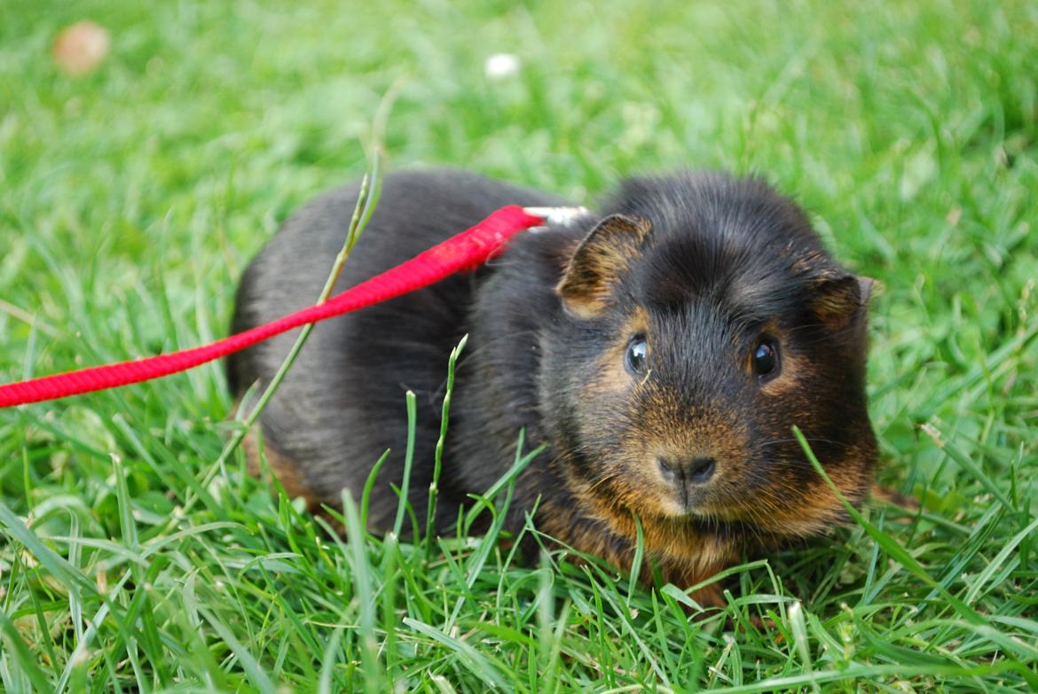 Marsvin Morias Cavatina - På Tur :3 | Foto: Mig billede 8