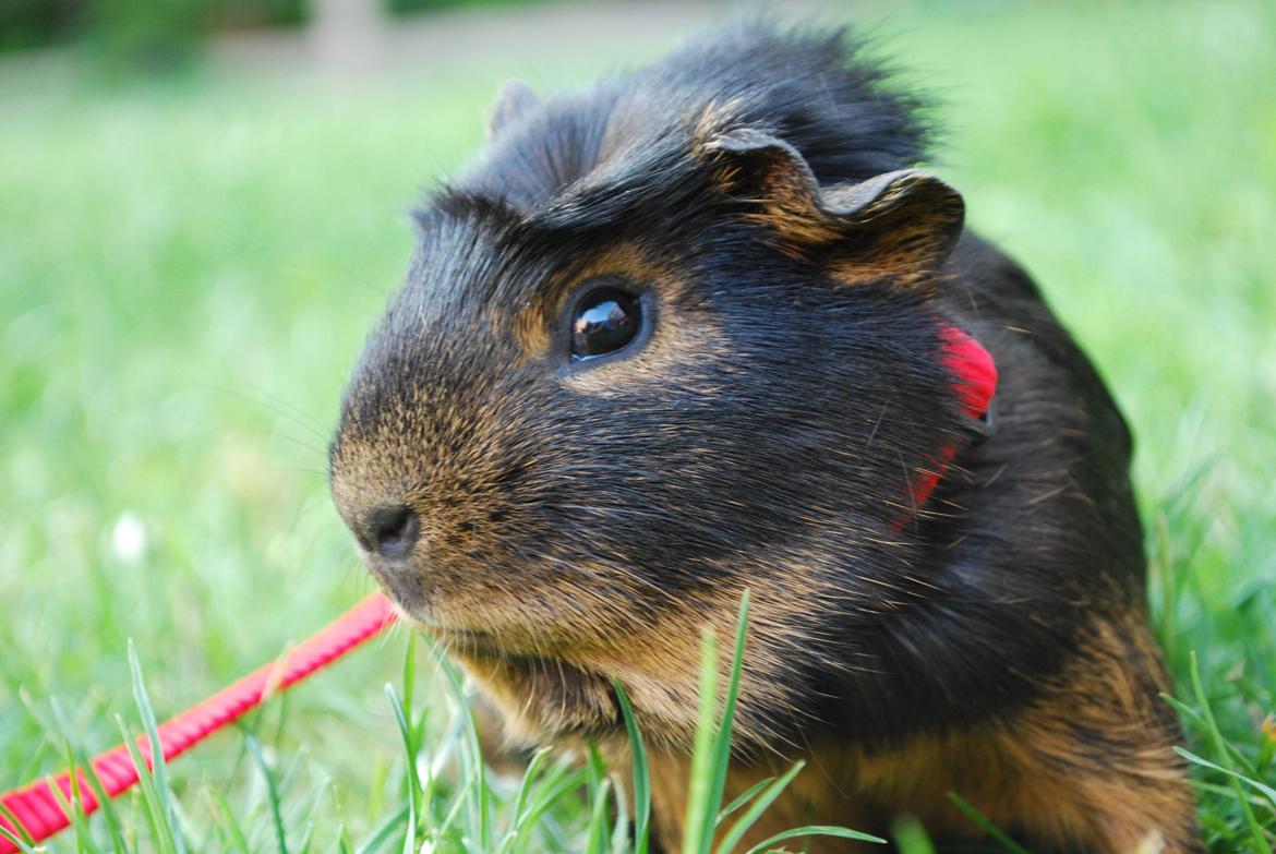 Marsvin Morias Cavatina - Elsker hendes blik her | Foto: Mig. billede 9