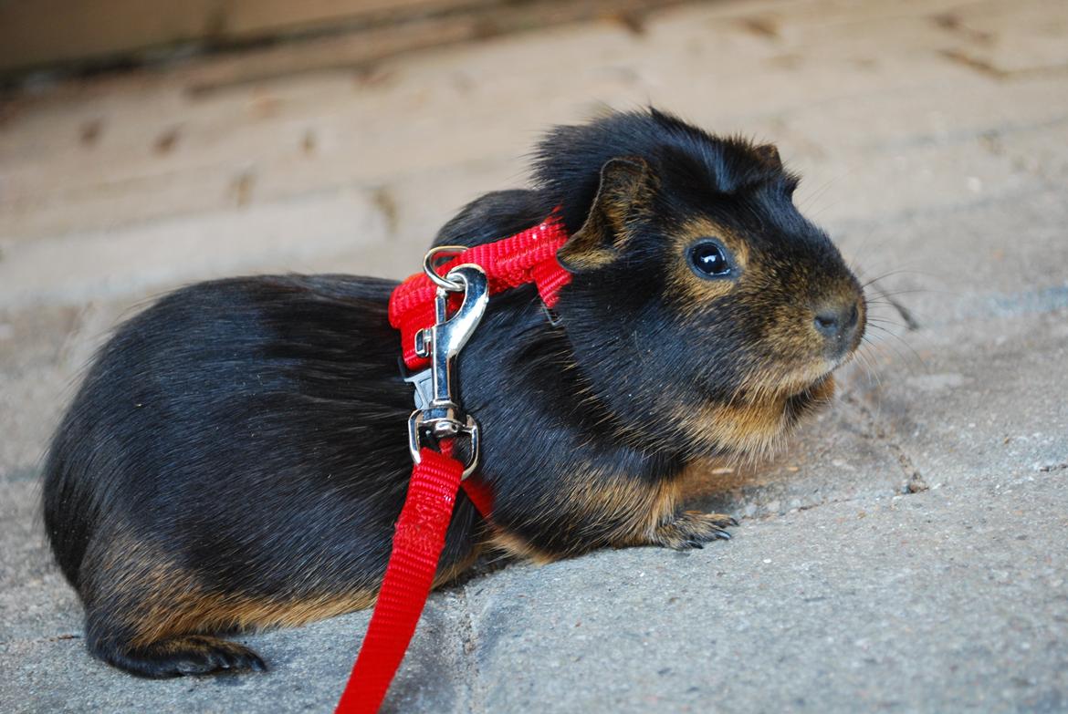 Marsvin Morias Cavatina - Hun holder godt øje med kameraet | Foto: Mig billede 10