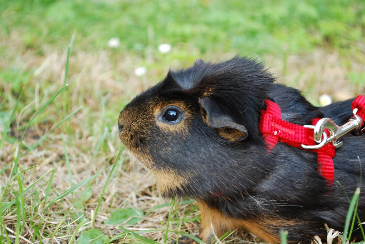 Marsvin Morias Cavatina - Sød gris | Foto: Mig billede 11
