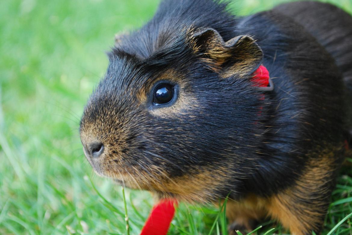 Marsvin Morias Cavatina - Taget med spejlrefleks | Foto: Mig billede 12