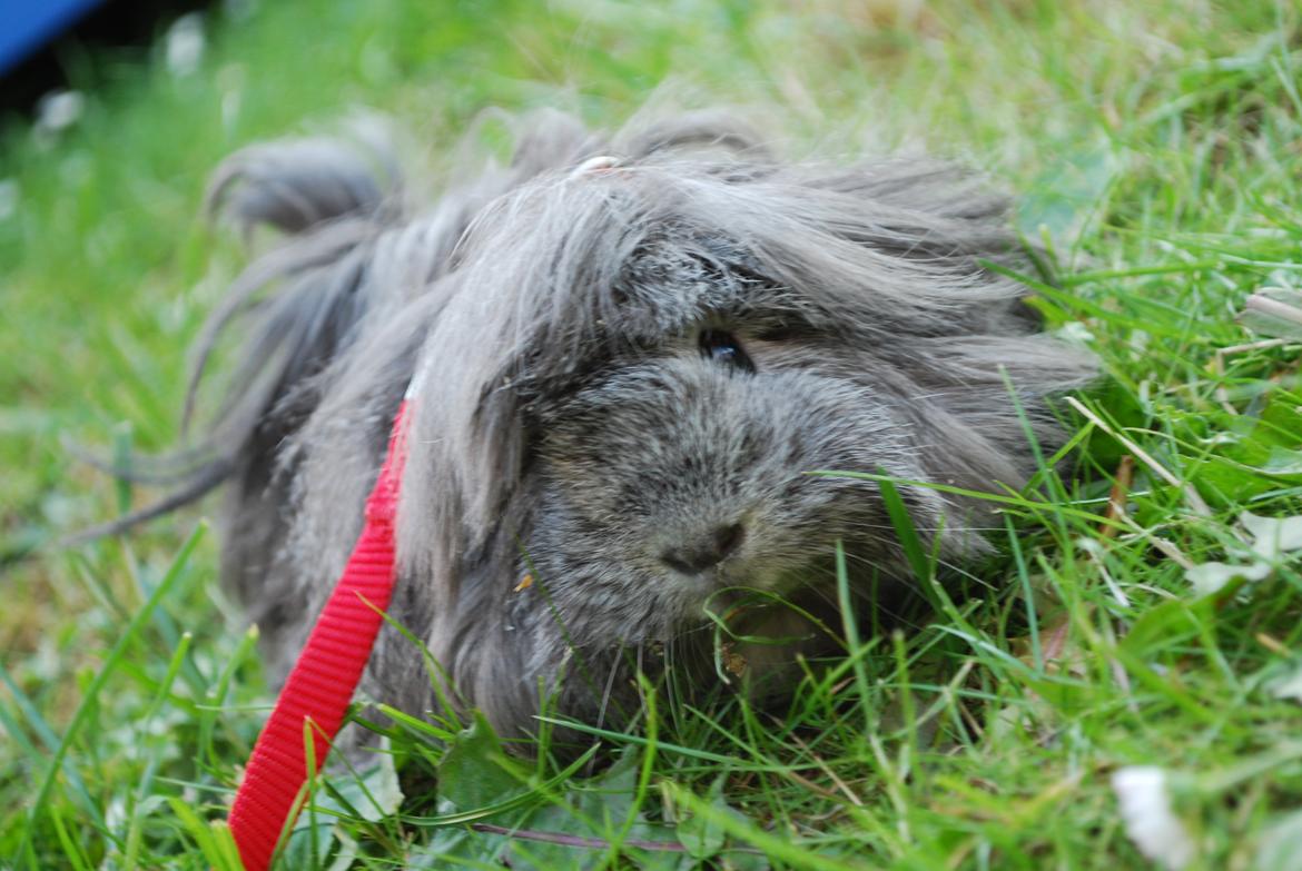 Marsvin Morias Dreams Come True - På tur :3 | Foto: Mig billede 13